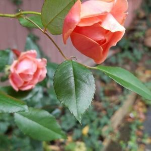 Meet your Posher, Hira